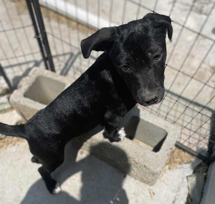 Photo of Josie