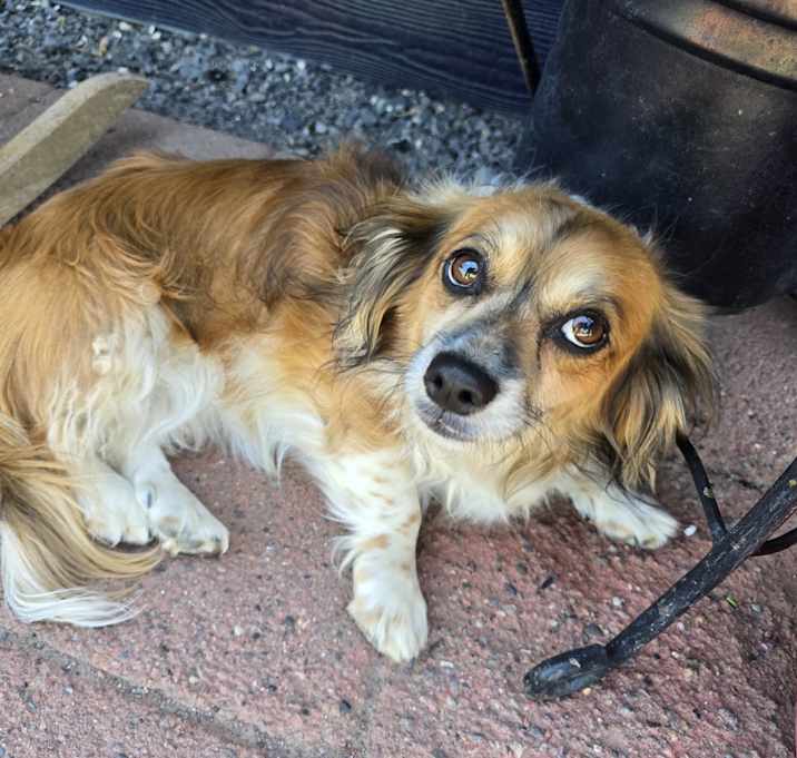 Photo of Lady