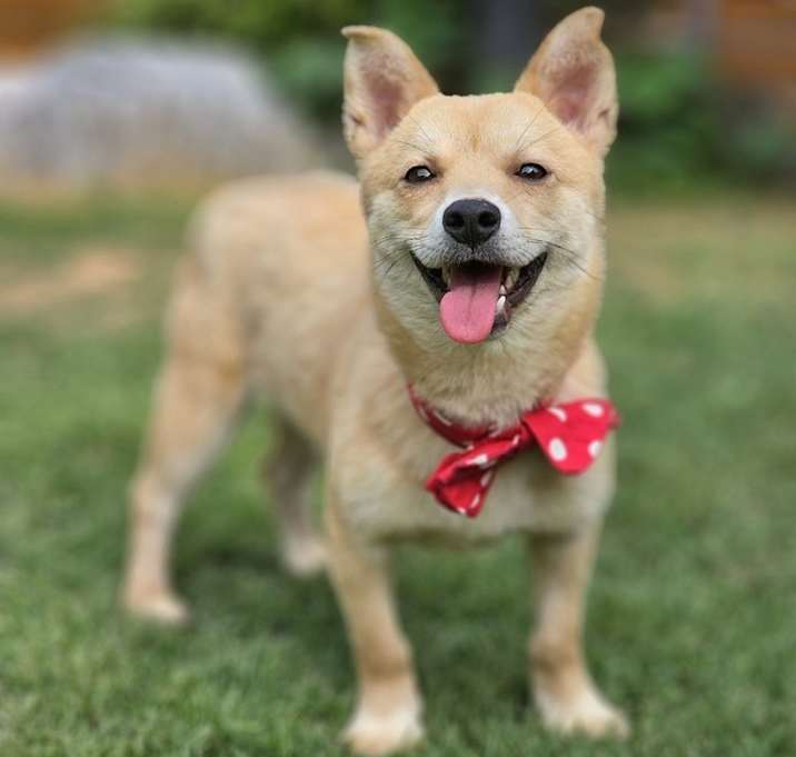 Photo of Toby
