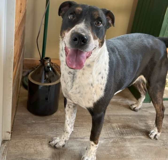 Photo of Frankie