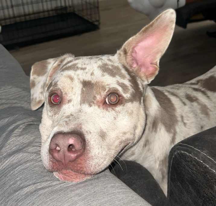 Photo of Milo