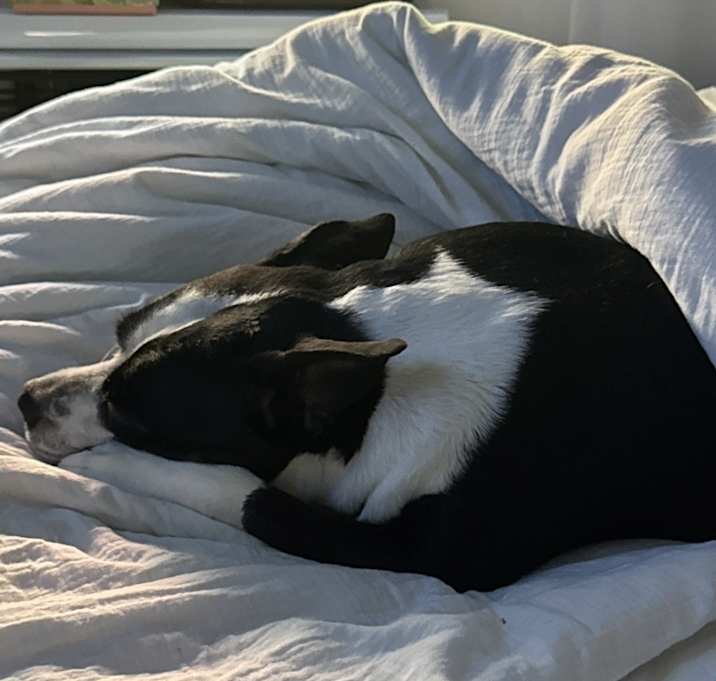 Photo of Luna