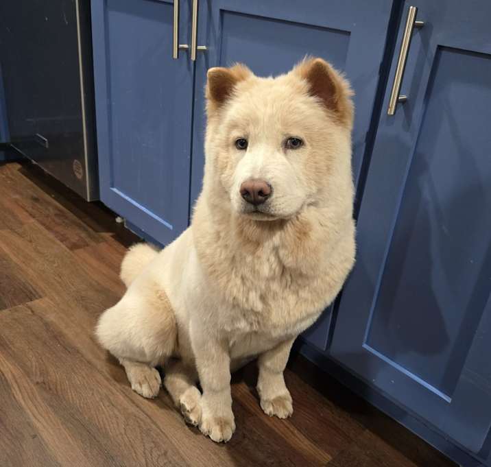 Photo of Akira