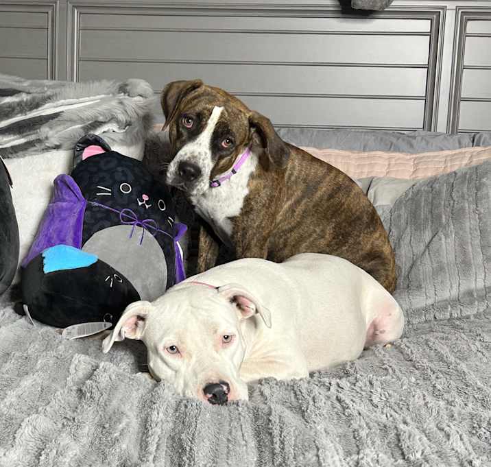 Photo of Darling Brie and Eclair