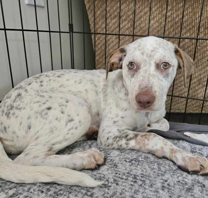 Photo of Tootsie in CT