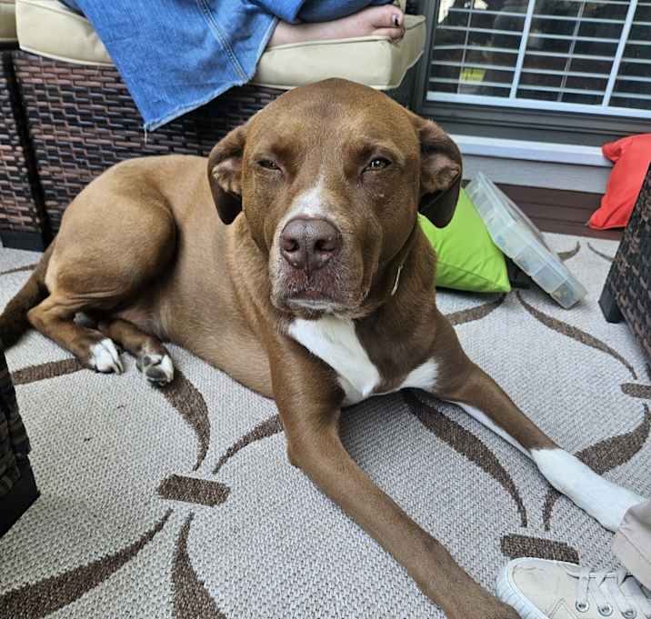 Photo of Diesel