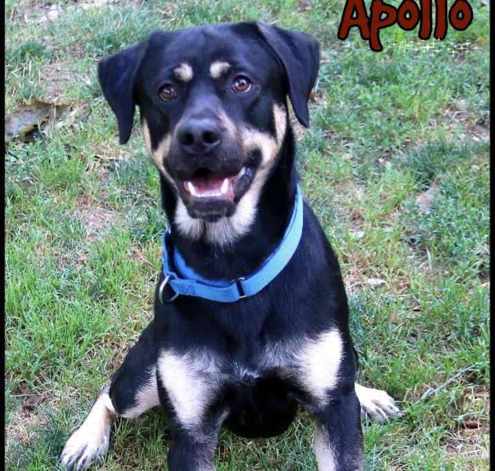 Photo of Apollo