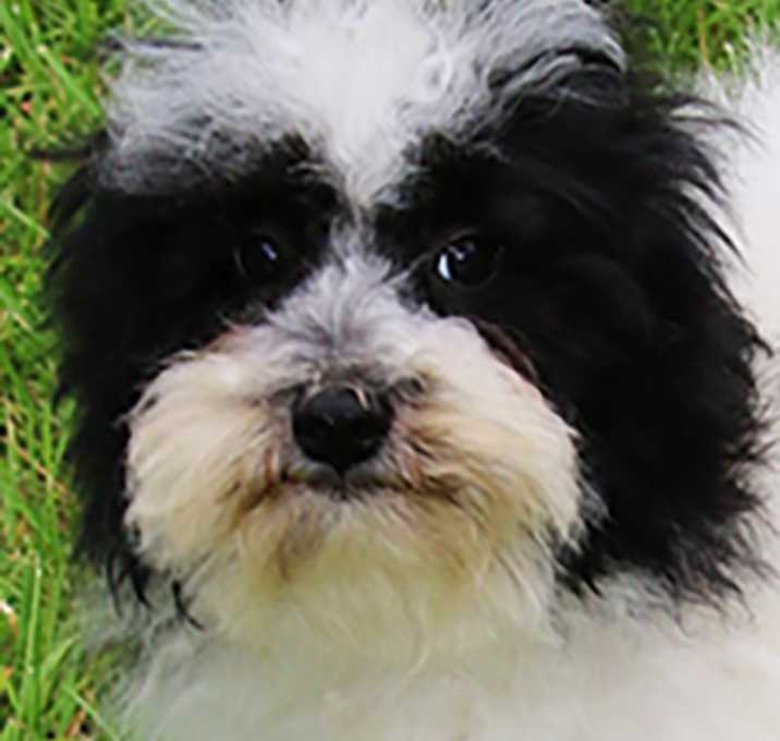 Photo of SPRUCE (ADORABLE !!)