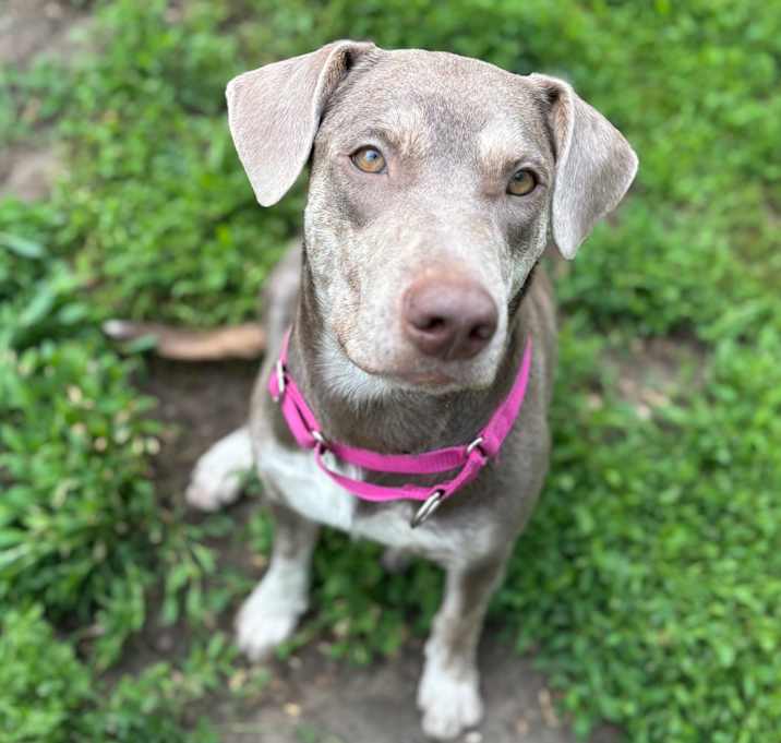 Photo of Magnolia