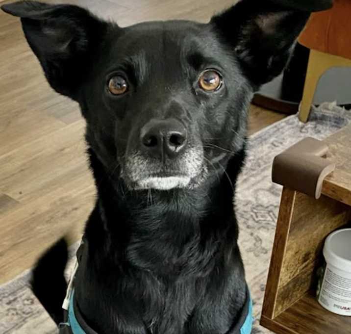 Photo of Bruno