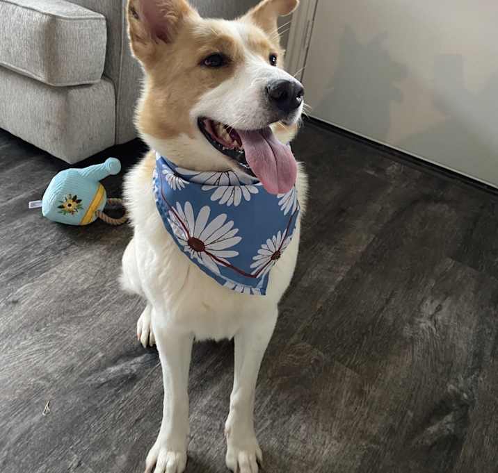 Photo of Daisy