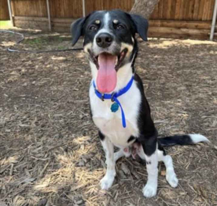 Photo of SHILOH