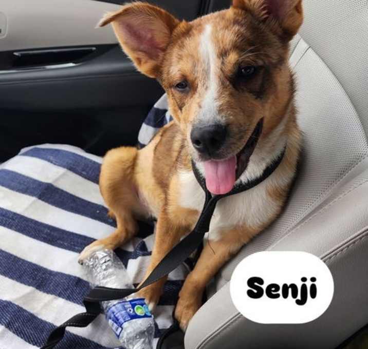 Photo of Senji