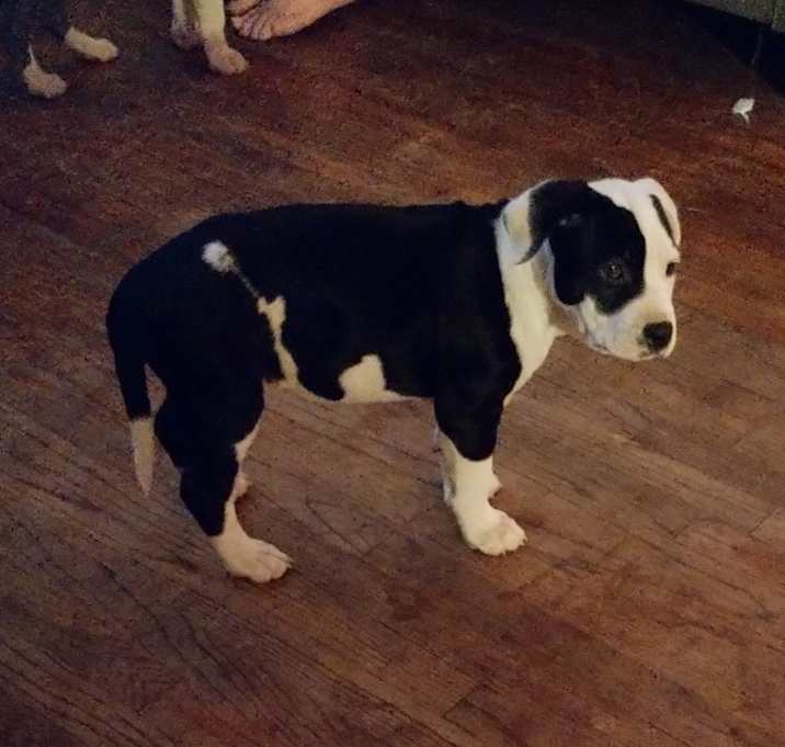 Photo of Daisy