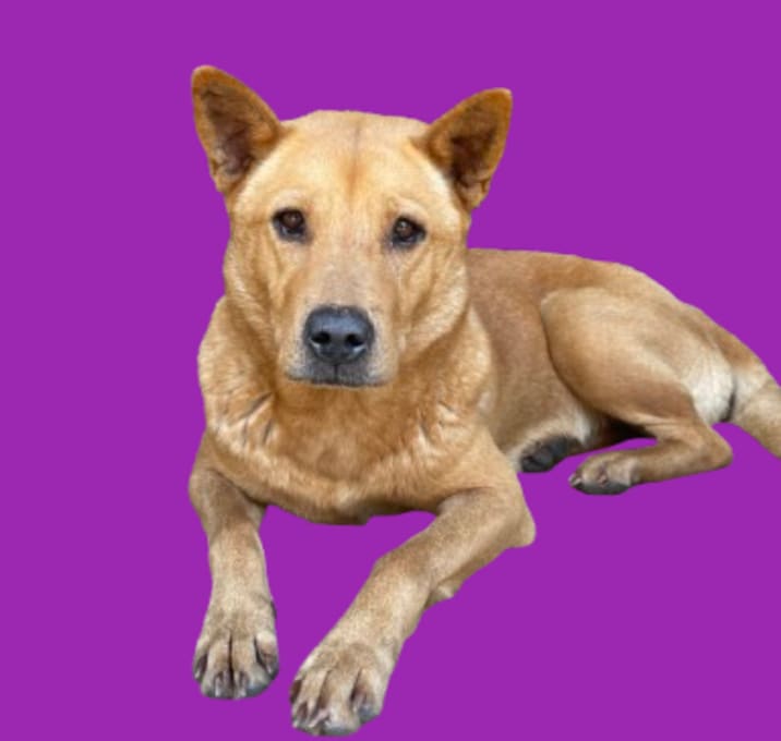 Photo of TUSC-Stray-80843