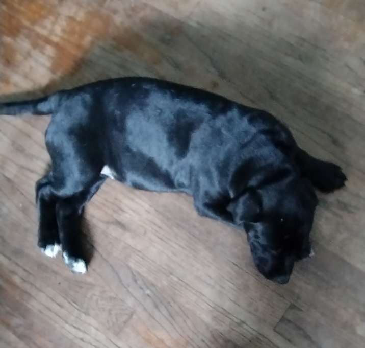 Photo of Blackjack