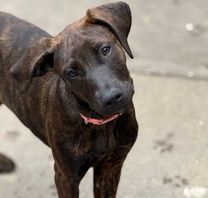 Photo of Penny
