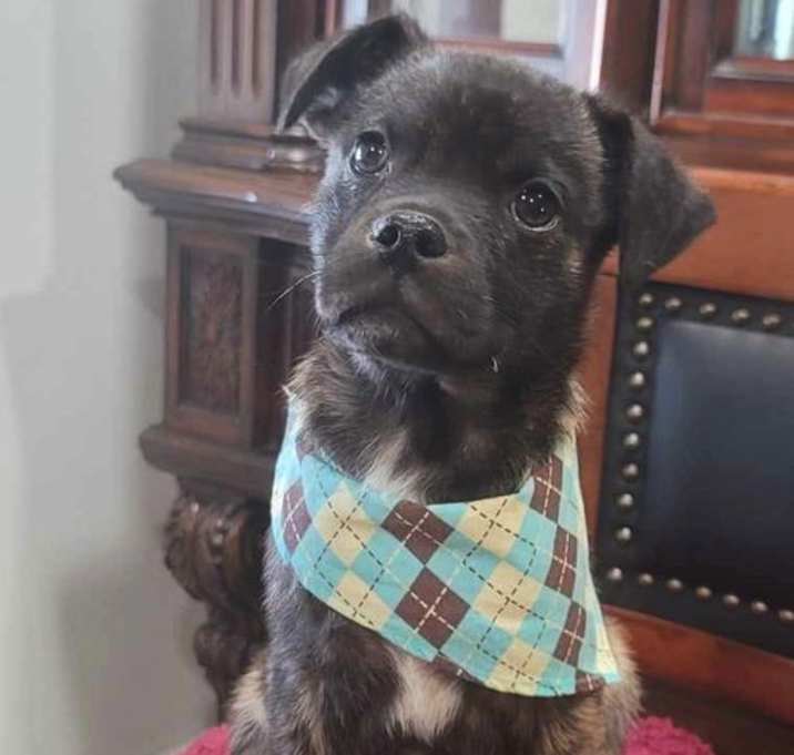 Photo of Moose