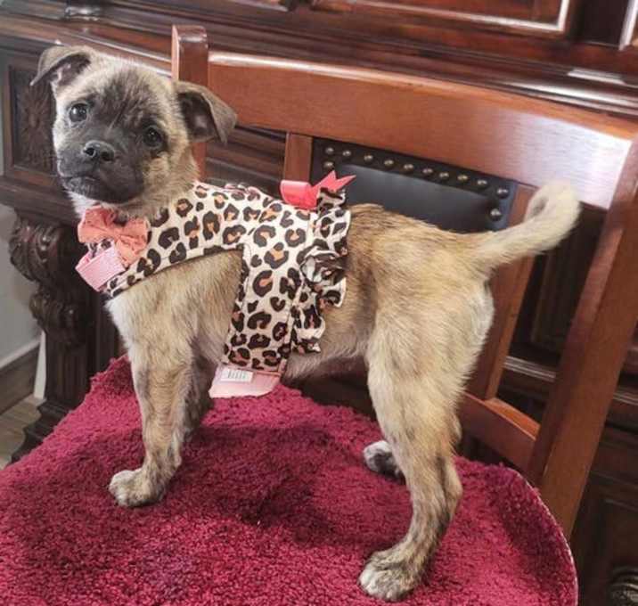 Photo of Cora