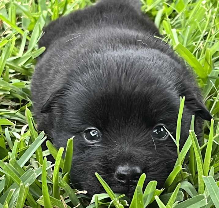 Photo of Dora