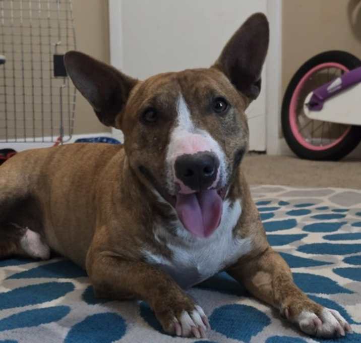 Photo of Shorty