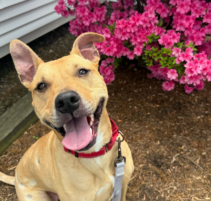 Photo of Nala 