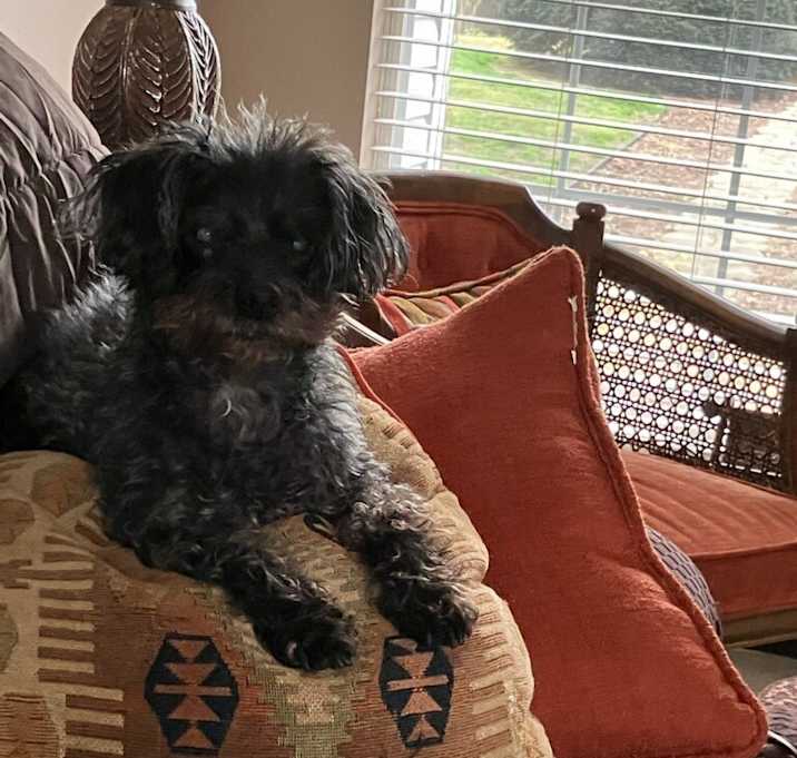 Photo of Odie