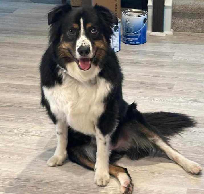 Photo of Blaze