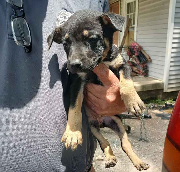 Photo of Dottie