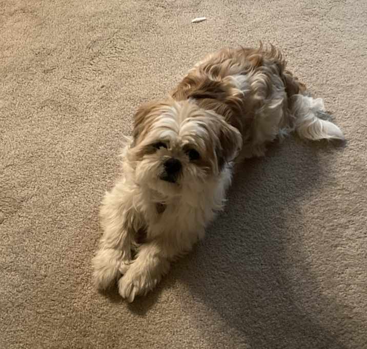 Photo of buddy
