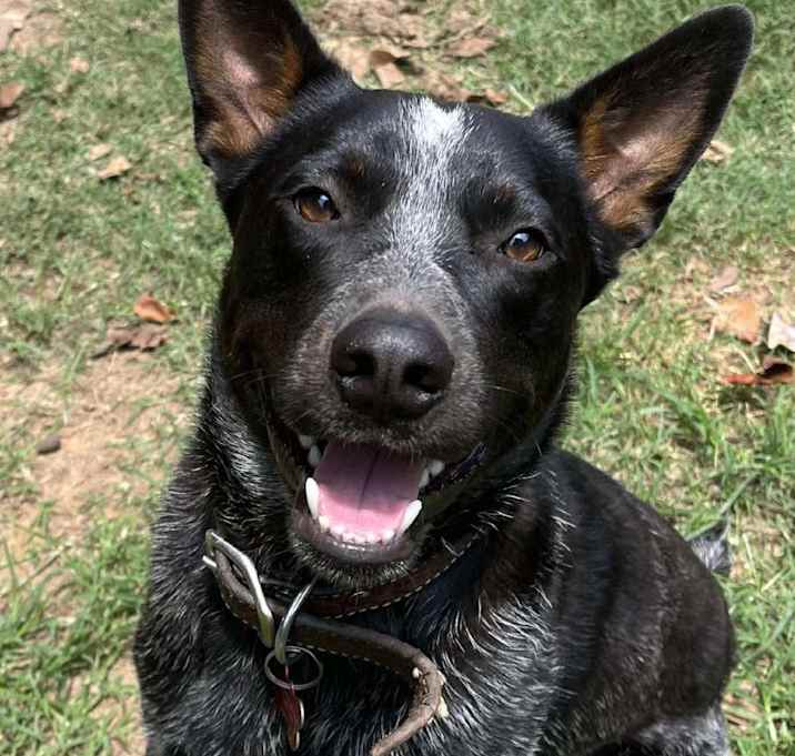 Photo of Travis aka Taz