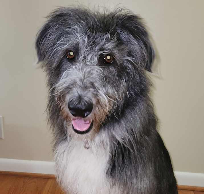 Photo of Piper