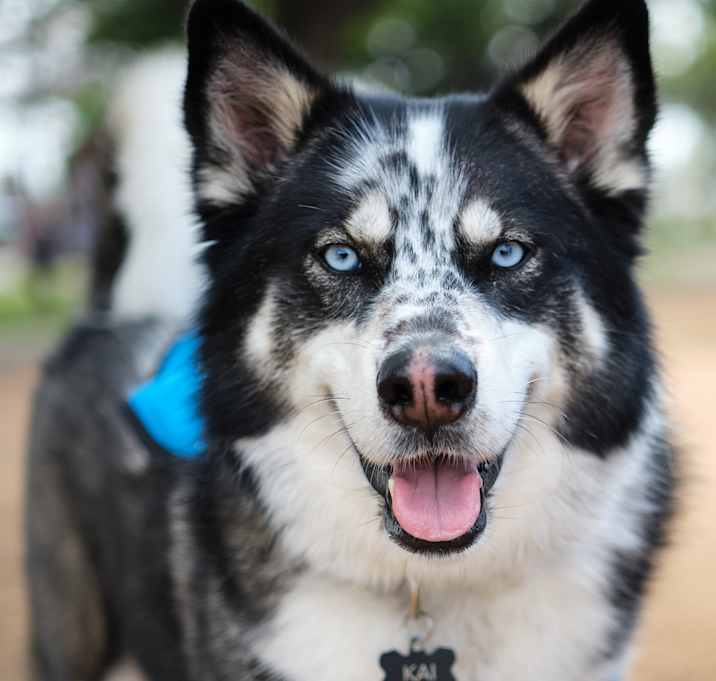 Photo of Kai