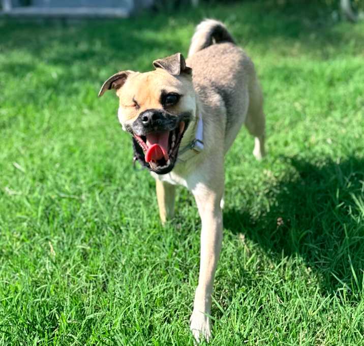 Photo of Layla