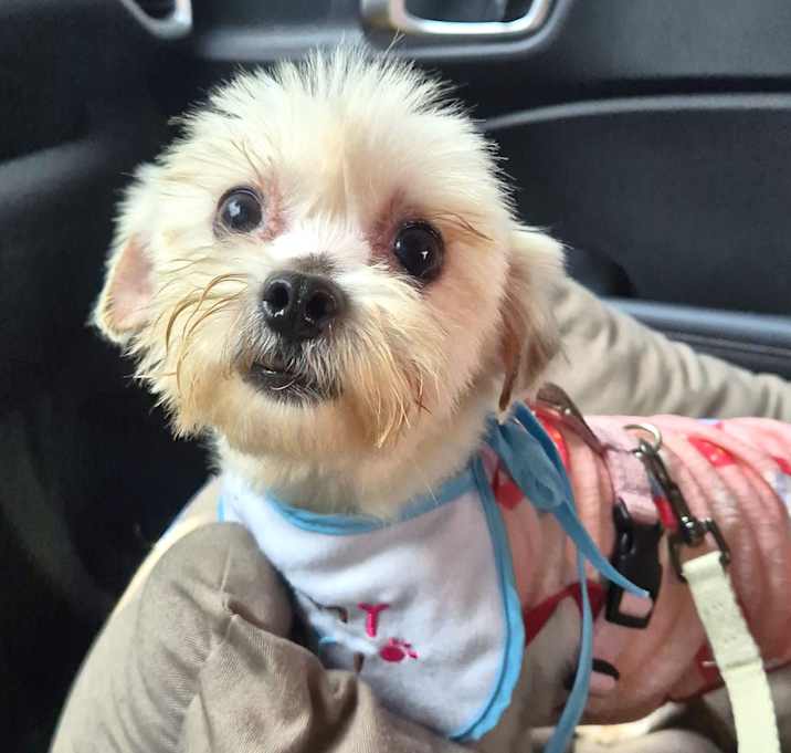 Photo of Lulu (HDS)