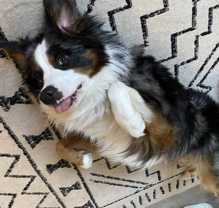 Photo of Loki