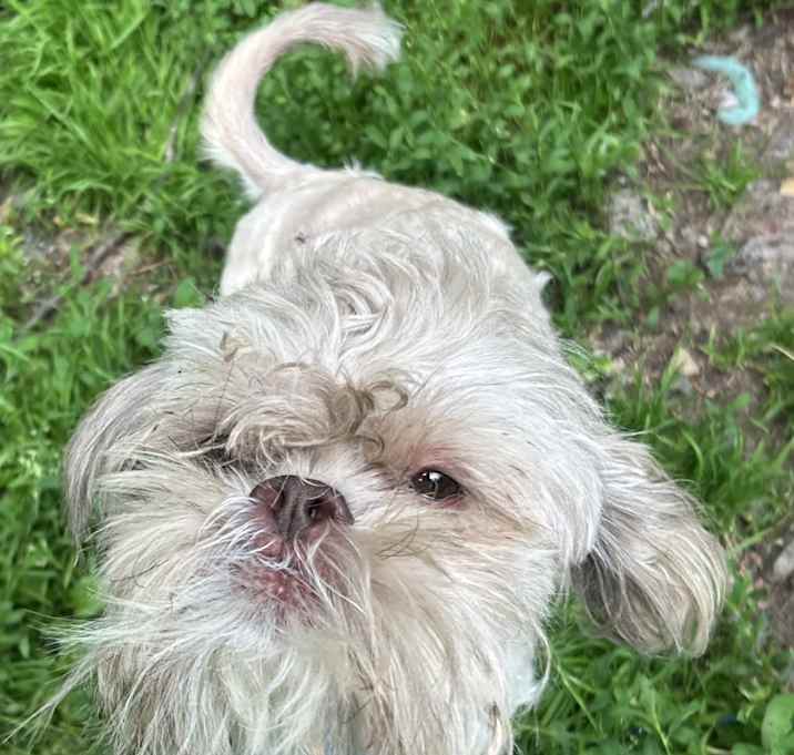 Photo of Scrappy