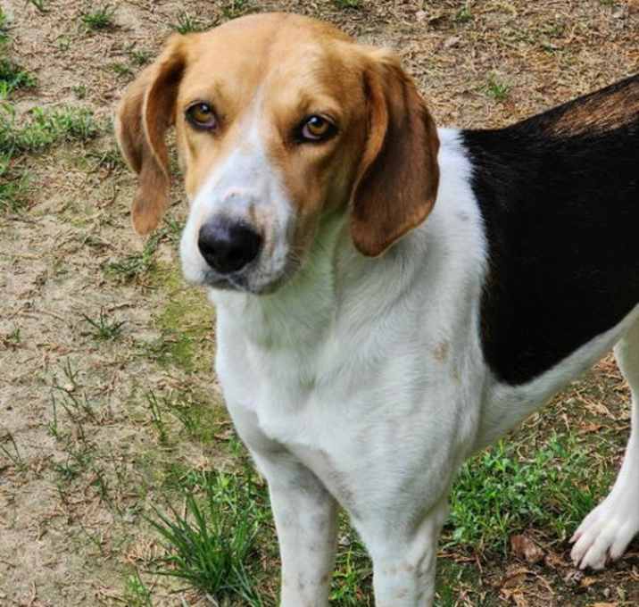 Photo of Sweetbriar *Adopt or Foster*