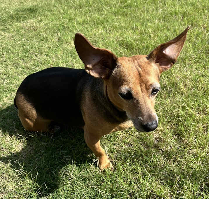 Photo of Pheobe