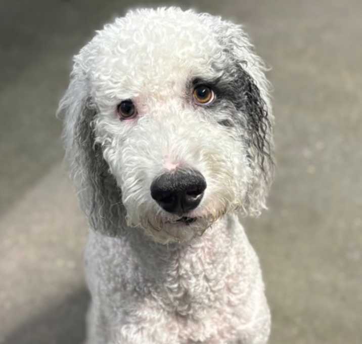 Photo of COMET