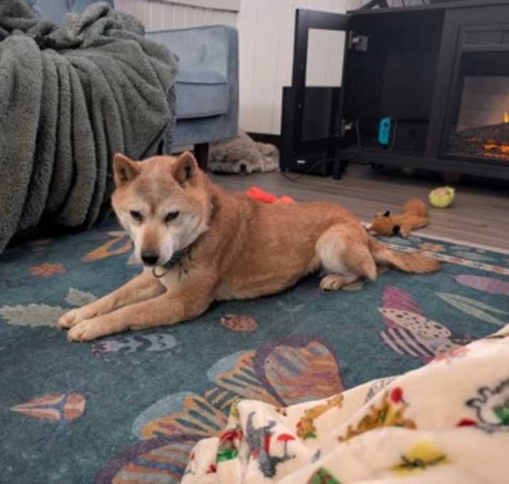 Photo of Tika