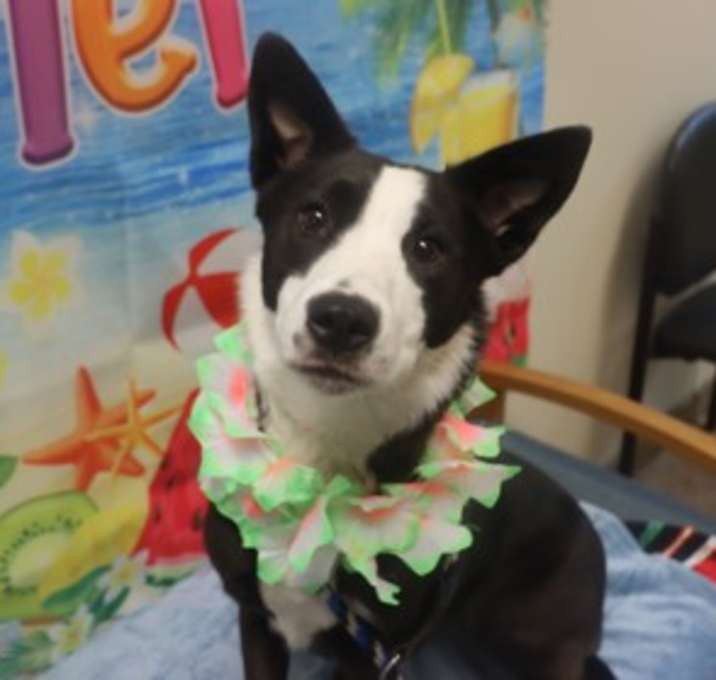Photo of Adoptable Lacey