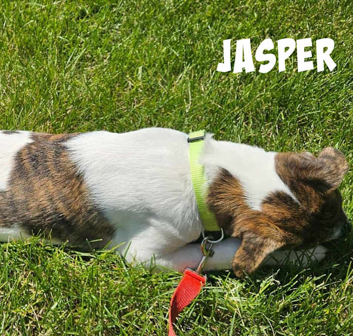 Photo of Jasper