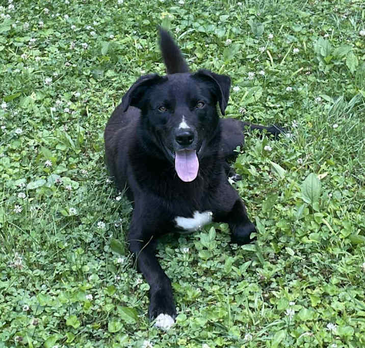Photo of Champ