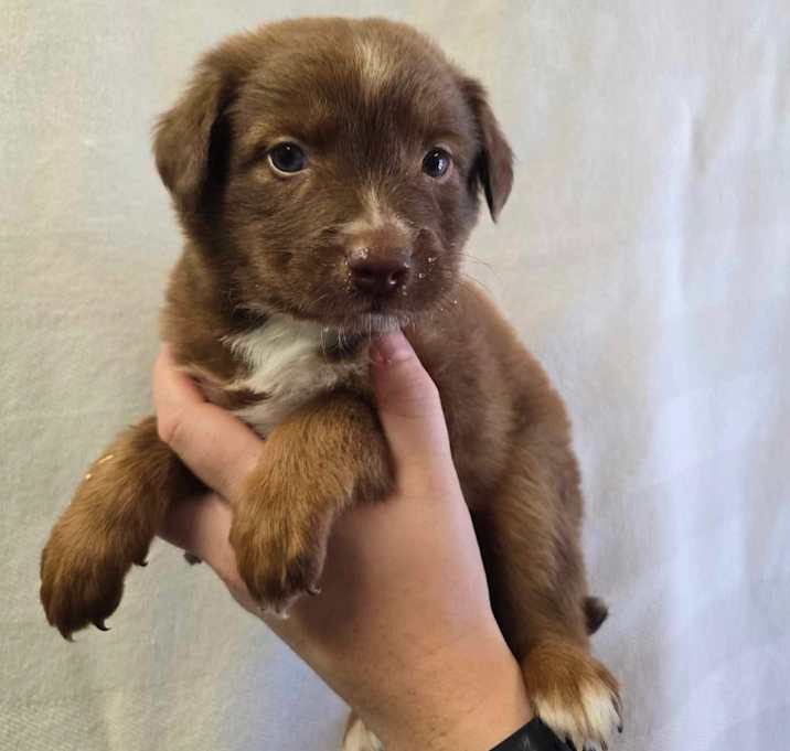 Photo of May Litter 1
