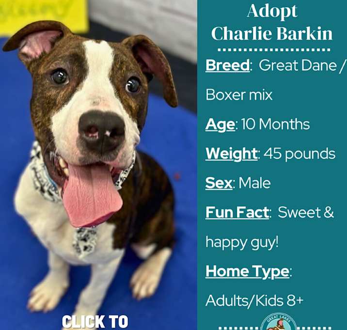 Photo of Charlie Barkin