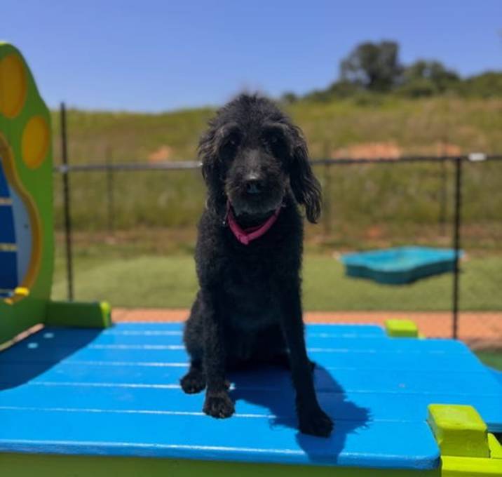 Photo of Abby