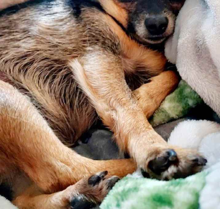 Photo of Sassy - Girl's Best Friend