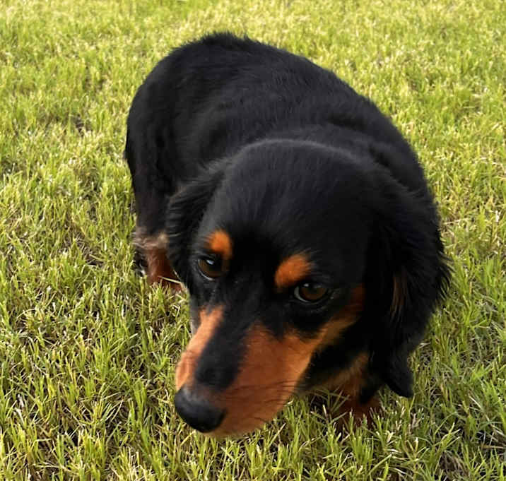 Photo of Penny