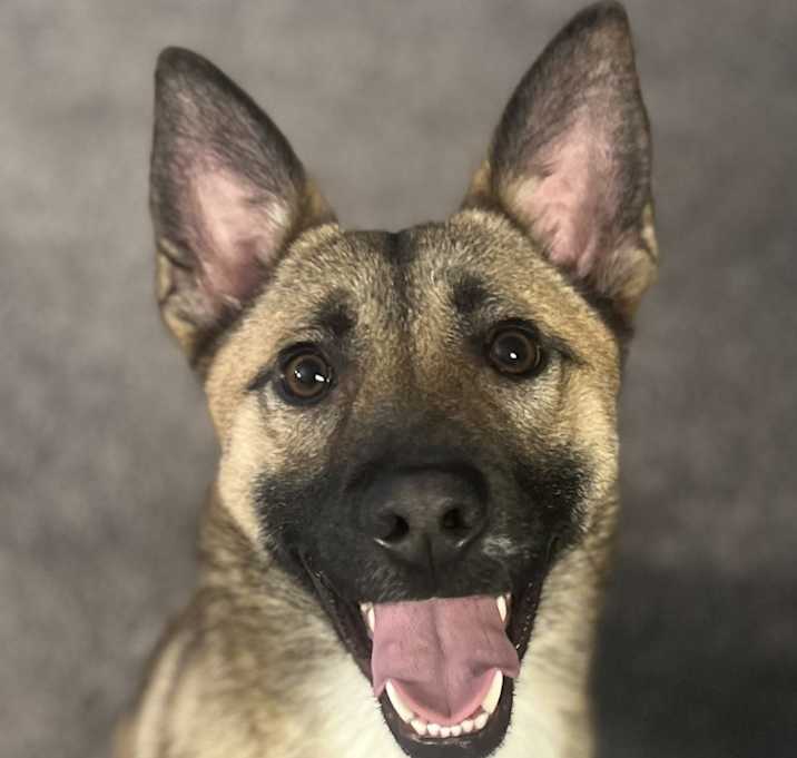 Photo of Rigby